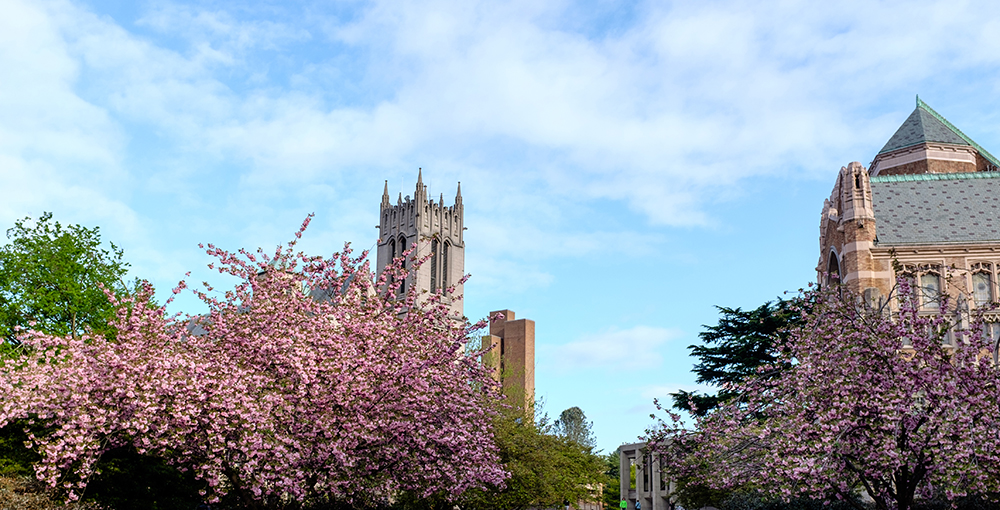 UW campus during the spring, cherry blossoms in bloom overlooking Red Square