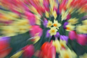 Zoom lens on flowers