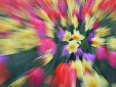 Zoom lens on flowers