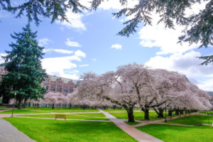 Cherry blossom trees in bloom on UW campus