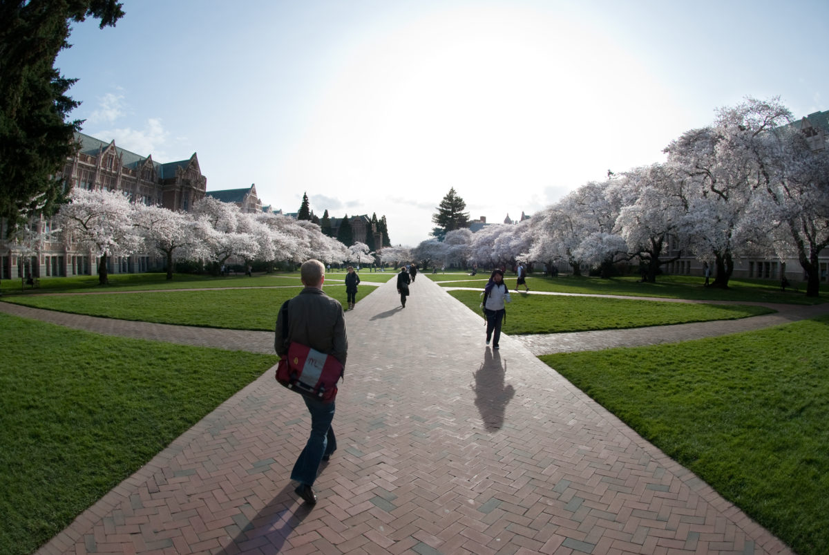 people walking through UW campus with cherry blossoms in bloom
