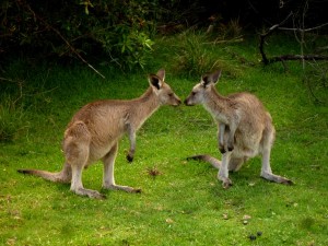 Two wild kangaroos in Pambula